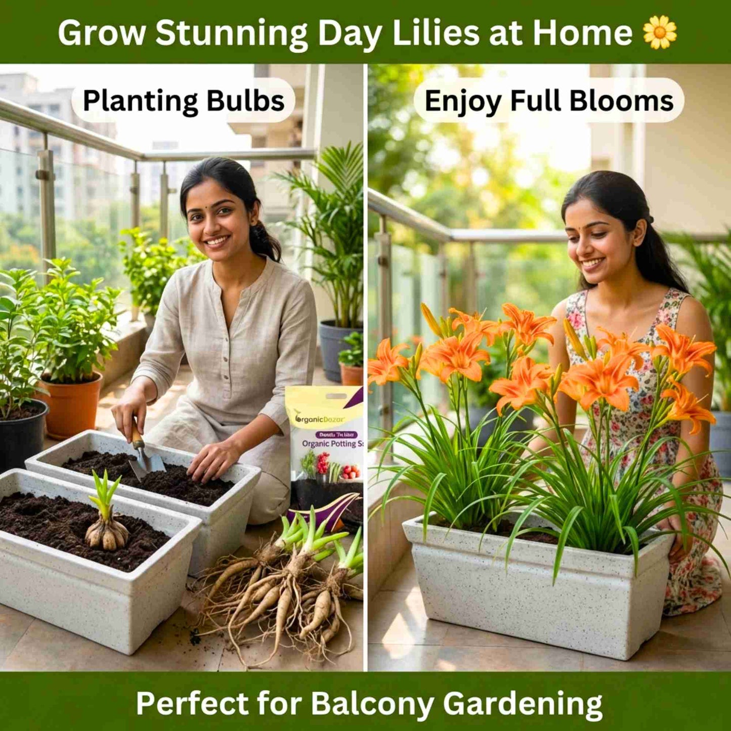 Day Lily Orange Flower Bulbs (05 Bulbs) Bright & Long-Lasting Garden Blooms