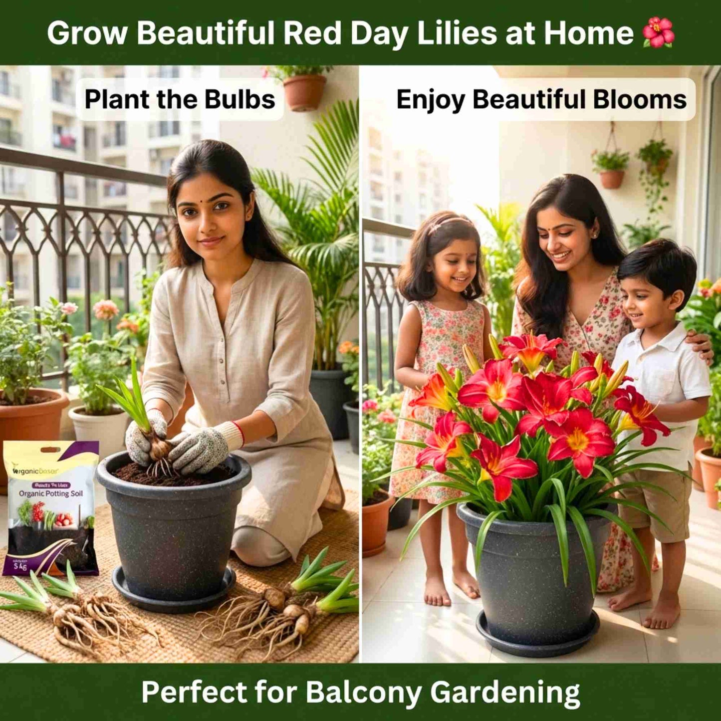 Day Lily Red Flower Bulbs (05 Bulbs) Bright & Long-Lasting Garden Blooms