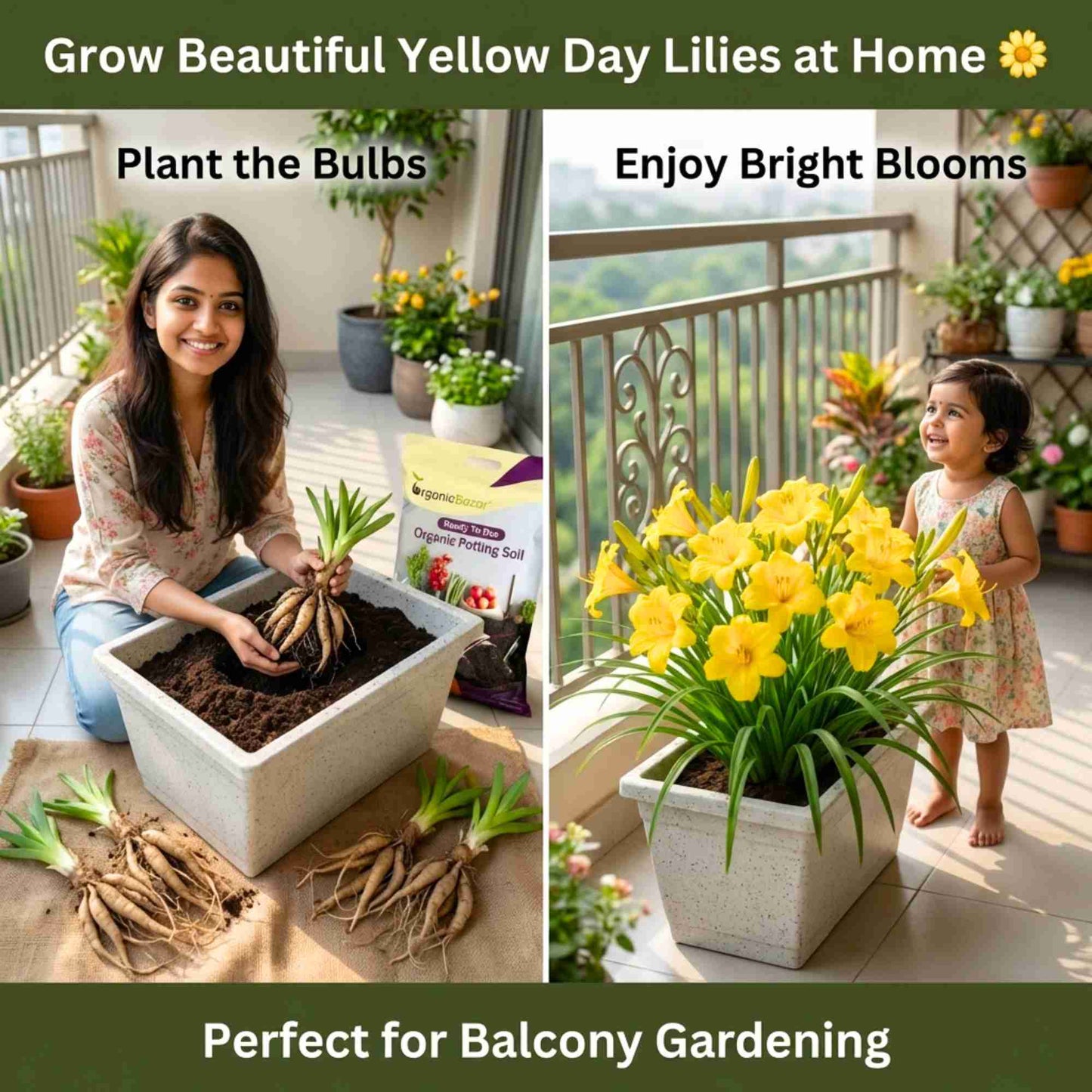 Day Lily Yellow Flower Bulbs (05 Bulbs) Bright & Long-Lasting Garden Blooms