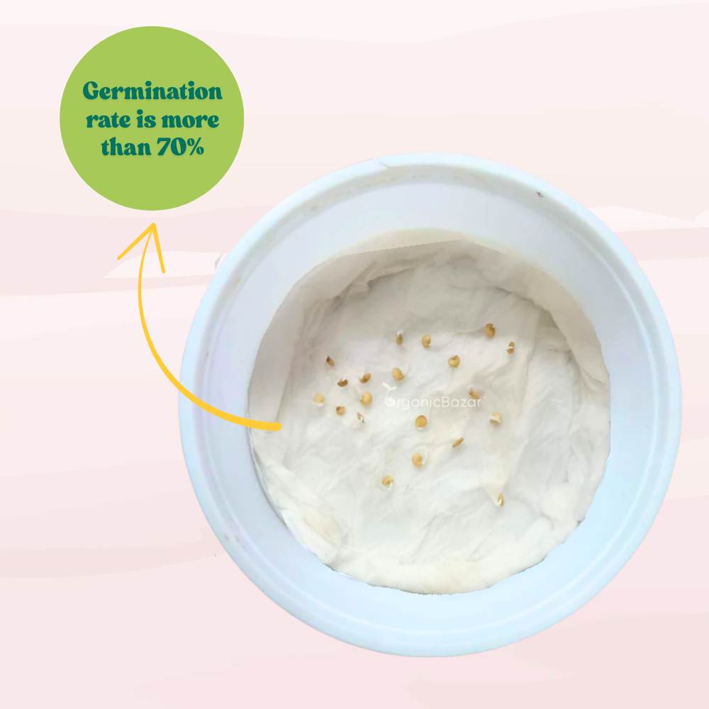 Desi Green Bharta Baingan (Op) Seeds - (20 Seeds) High Germination/ High Yield / Ideal for Terrace/Kitchen Gardening (Brinjal/Eggplant/बैंगन के बीज)