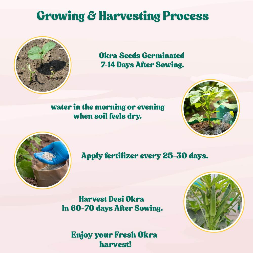 Desi Okra Seeds - 50 Seeds (Desi bhindi/देशी भिन्डी के बीज) Easy To grow, High Germination, High Yield, Desi Okra Seeds for Home Gardening