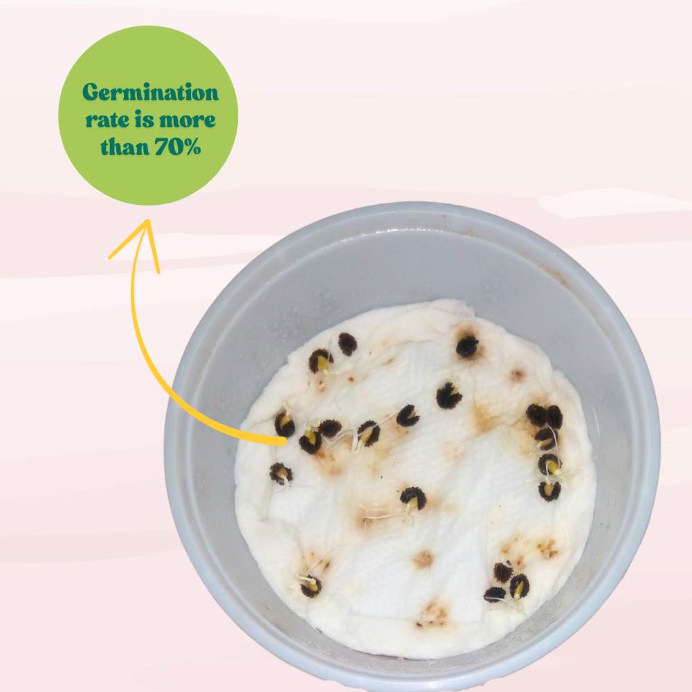 Desi Papaya (Op) Seeds (20 Seeds) High Germination, High-yielding and fast-growing