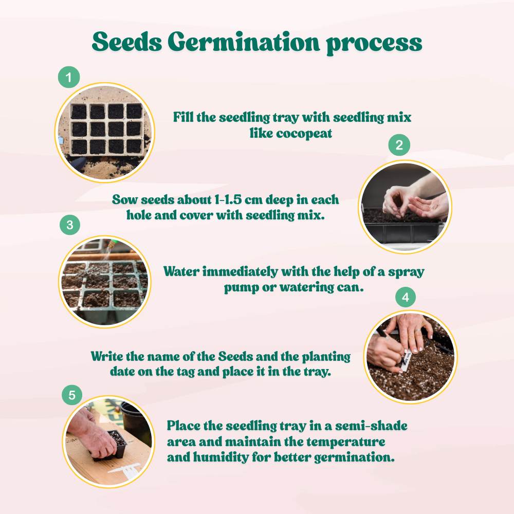 Desi Papaya (Op) Seeds (20 Seeds) High Germination, High-yielding and fast-growing