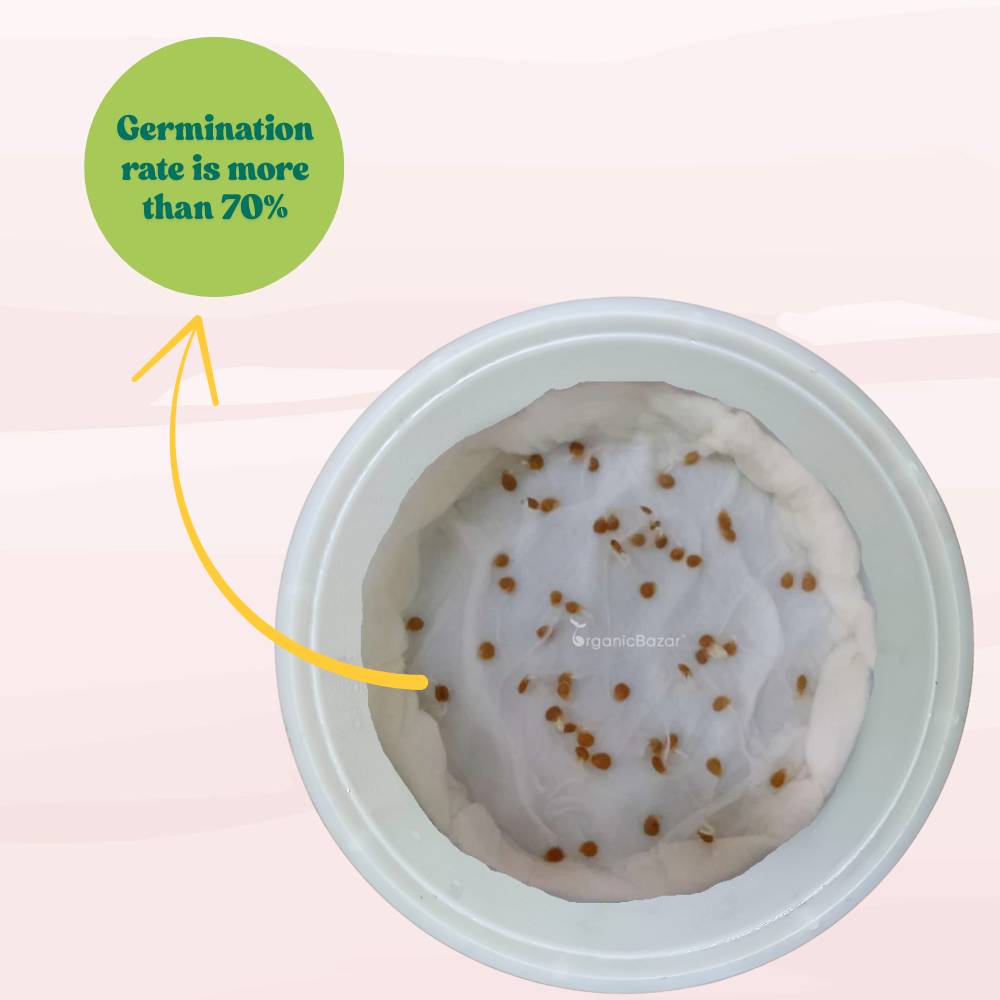 Desi Tomato (Tamatar) Seeds - 50 Seeds (देशी टमाटर के बीज) High Germination/ Easy to Grow/ Ideal for Terrace/Kitchen Gardening