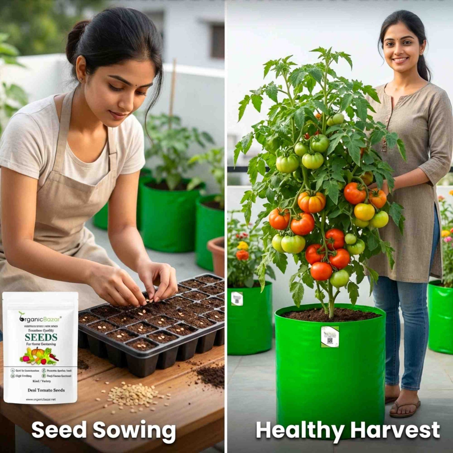 Desi Tomato (Tamatar) Seeds - 50 Seeds (देशी टमाटर के बीज) High Germination/ Easy to Grow/ Ideal for Terrace/Kitchen Gardening