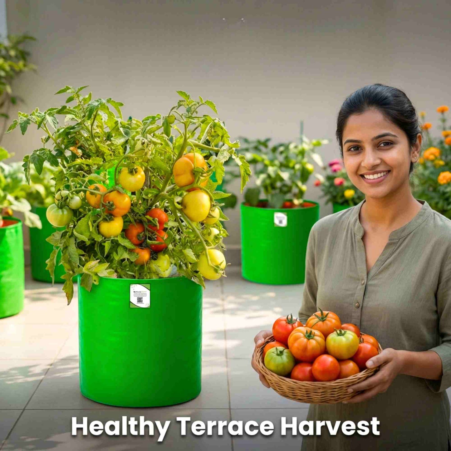 Desi Tomato (Tamatar) Seeds - 50 Seeds (देशी टमाटर के बीज) High Germination/ Easy to Grow/ Ideal for Terrace/Kitchen Gardening