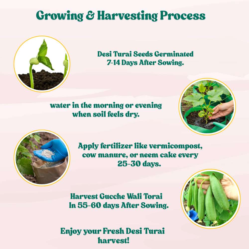 Desi Turai/Ridge Gourd Seeds – Gucche Wali Torai - (20 Seeds (Easy To grow, High Germination Desi Variety Seeds For Terrace Gradening)