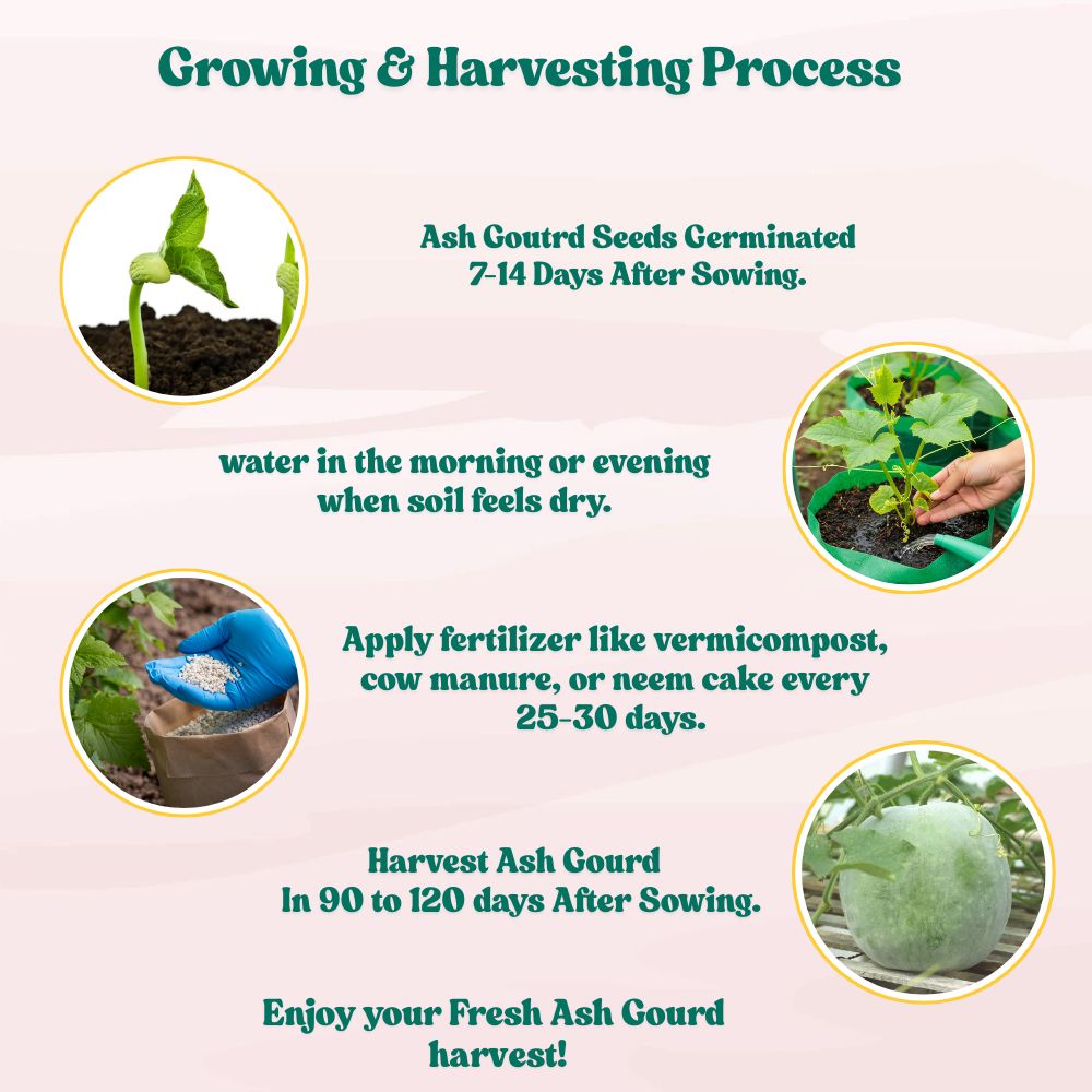 Ash Gourd Seeds - 12 Seeds (Petha /पेठा के बीज) Easy To grow, High Germination, High Yield Ash Gourd Seeds for Home Gardening