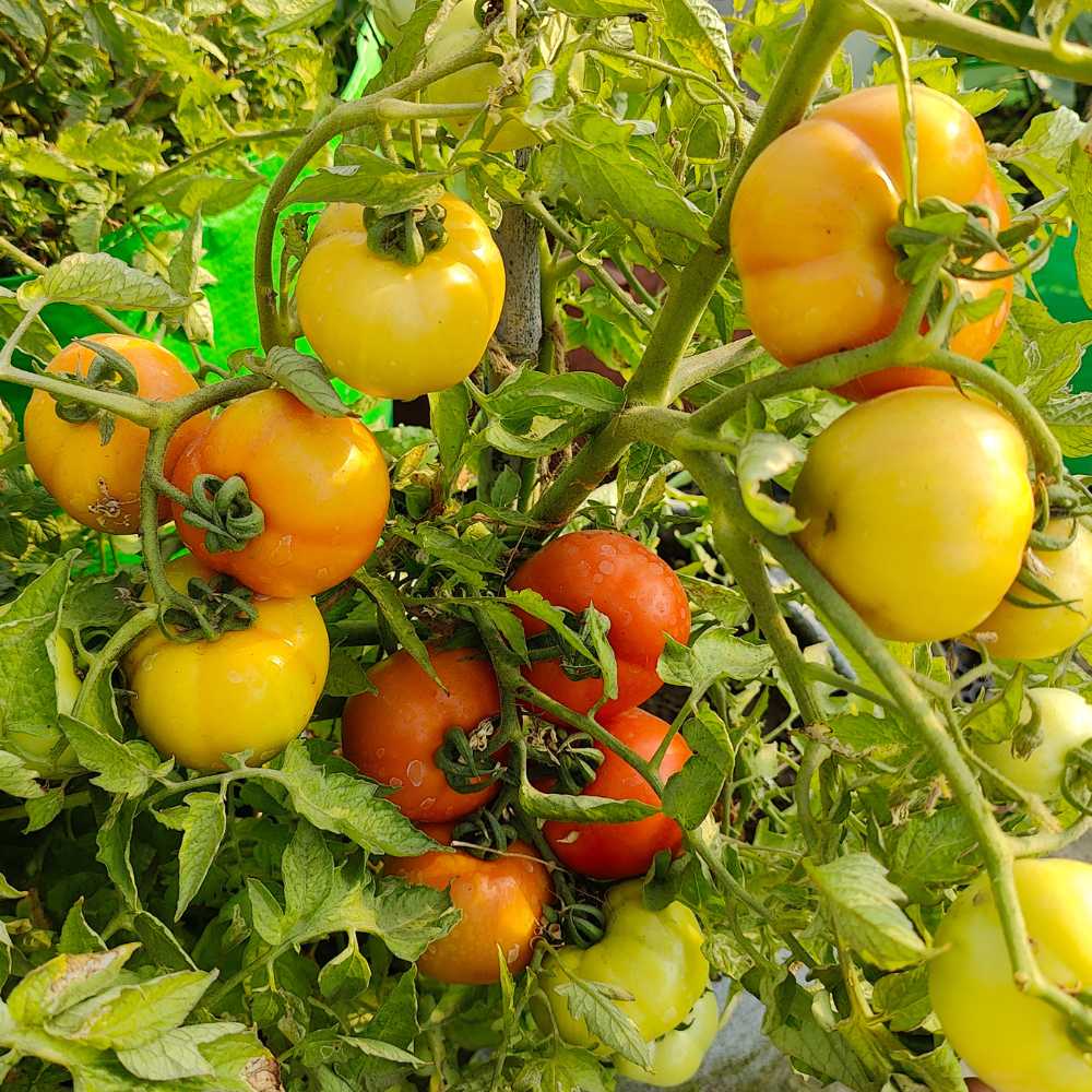 Desi Tomato (Tamatar) Seeds - 50 Seeds (देशी टमाटर के बीज) High Germination/ Easy to Grow/ Ideal for Terrace/Kitchen Gardening