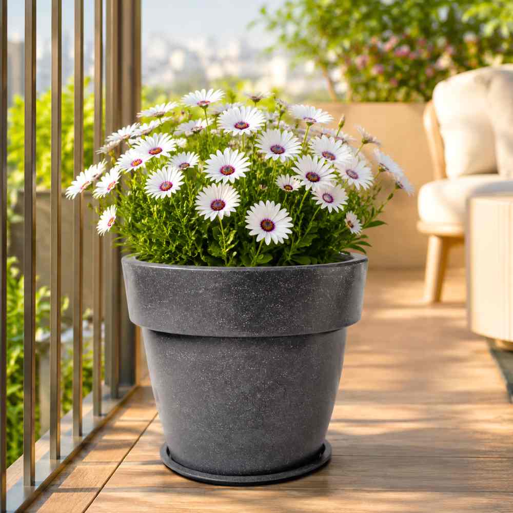 Dimorphotheca Glistening White Seeds (50 Seeds) High Germination/ Easy To grow/ Perfect for pots, balconies, or Terrace gardens