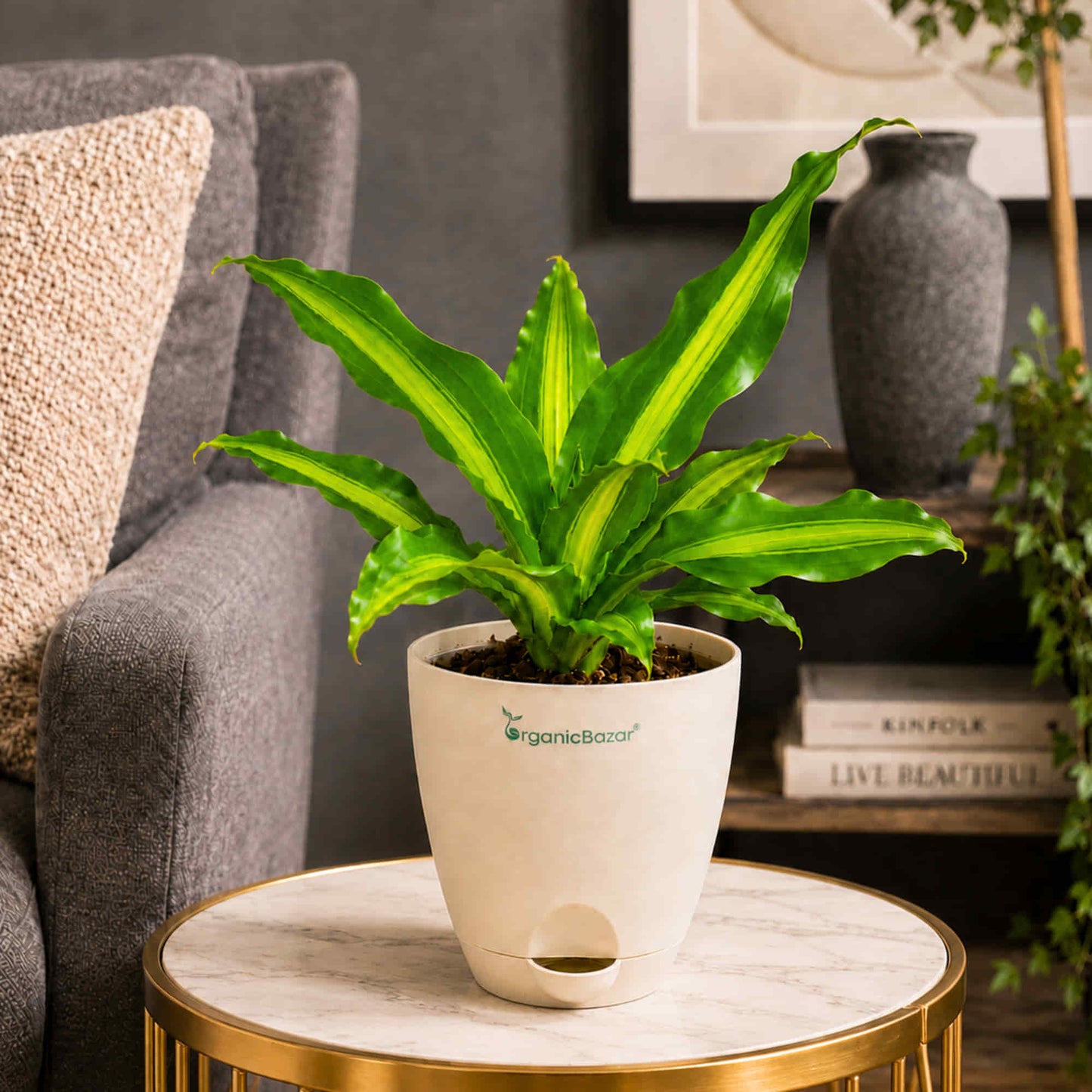Dracaena Dara Singh Green Live Plant