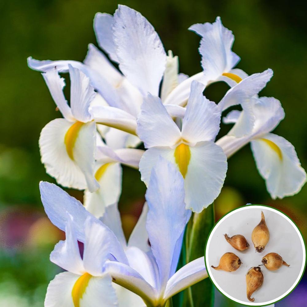 Dutch Iris Apollo Flower Bulbs (05 Bulbs)
