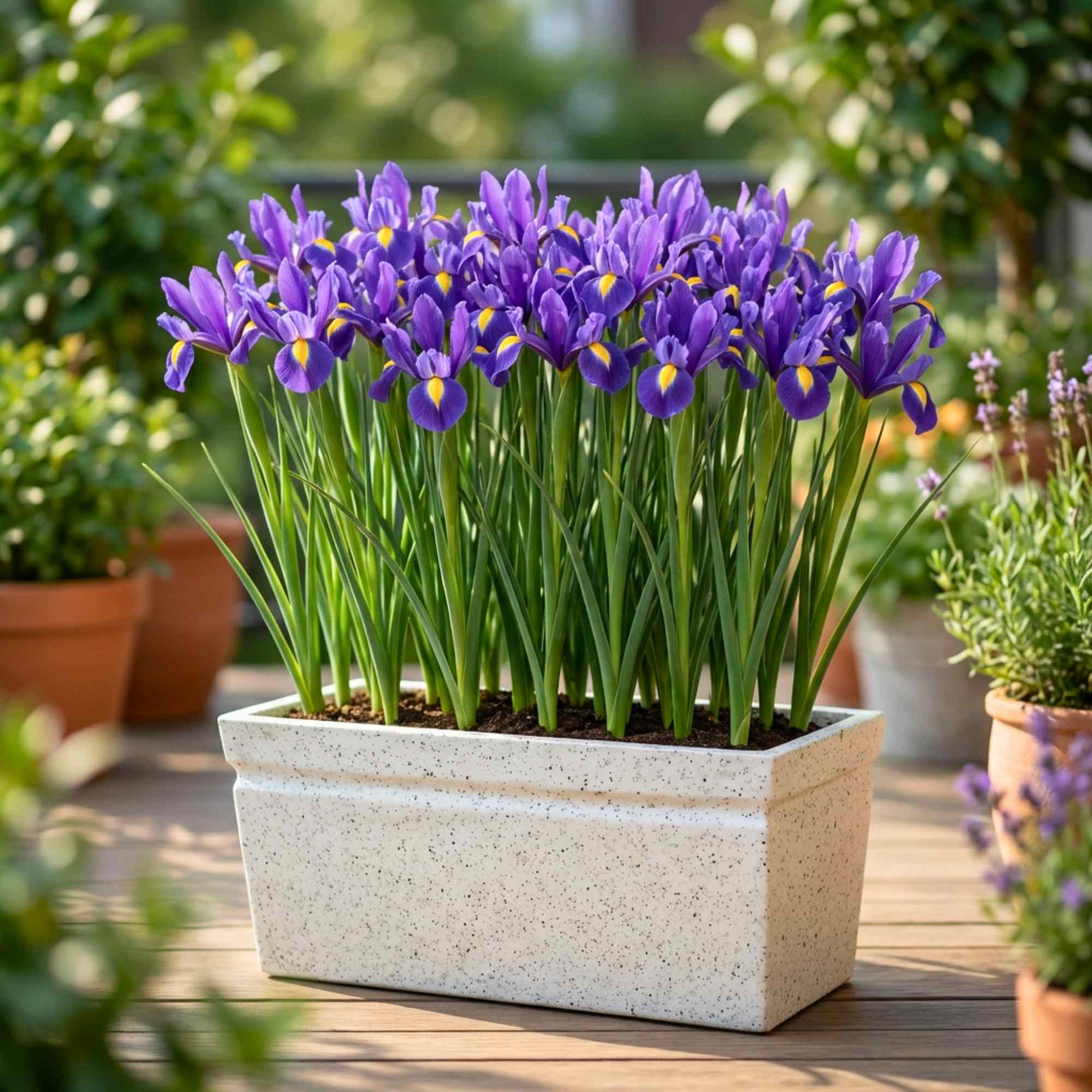 iris plants in pots Buy Best Quality Dutch Iris Eye of the Tiger Flower Bulbs Online