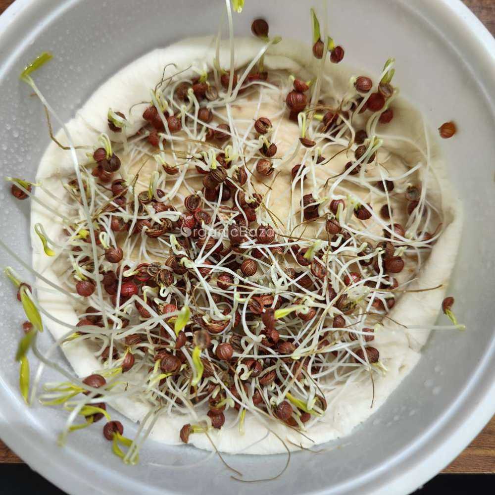 Early Coriander Seeds For Home Gardening Harvest In 4-6 Weeks (1000 Seeds)