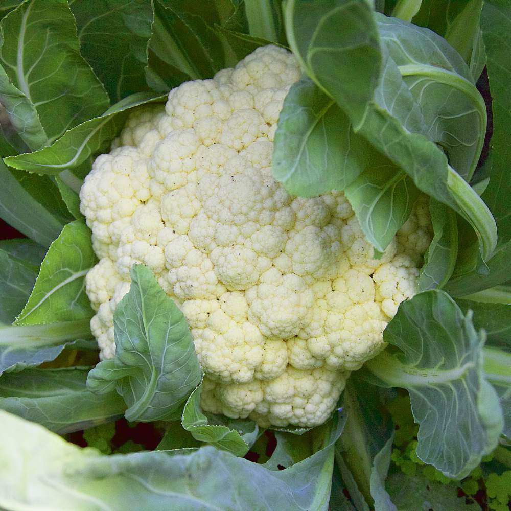 Early Cauliflower Seeds - 100 Seeds(Phool Gobhi/फूलगोभी के बीज) Early Harvest Variety 🥦 | Easy to Grow 🌱 | Ideal for Terrace & Kitchen Gardening 🏡