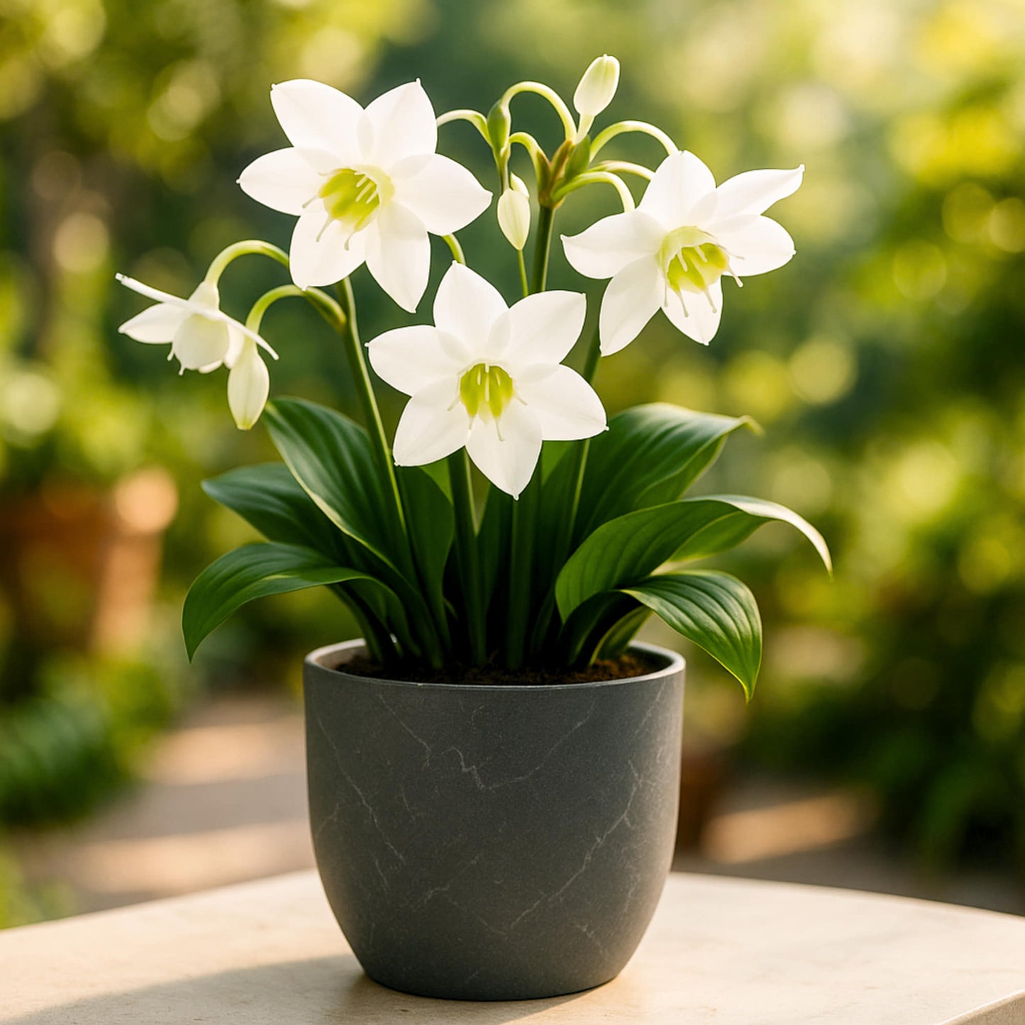 Eucharis Amazonica Flower Bulbs