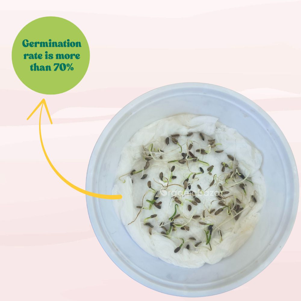 Fennel Florence Seeds (100 Seeds)