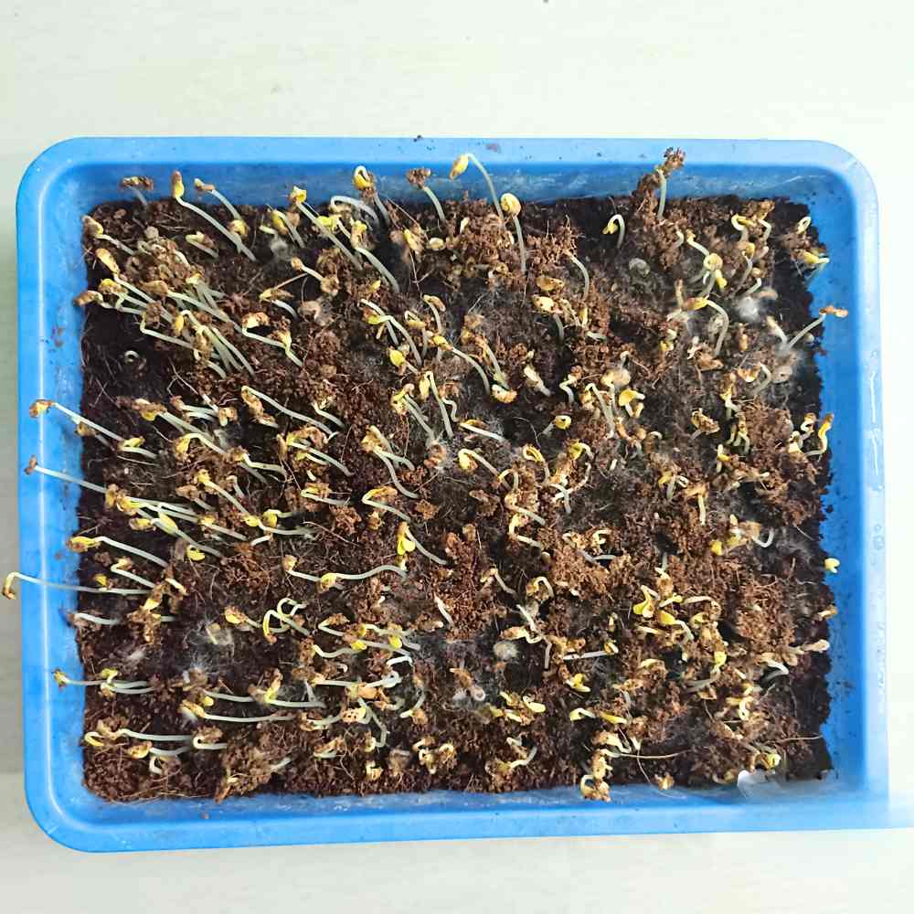 Fenugreek Seeds (Methi) मेथी के बीज - (20g) High Germination, Easy to Grow Leafy vegetable Seeds