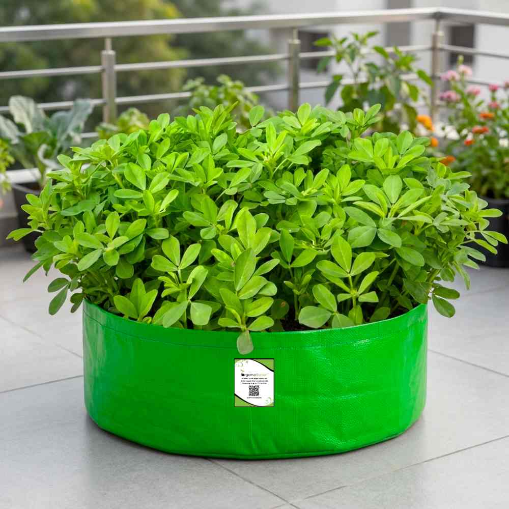 Fenugreek Seeds (Methi) मेथी के बीज - (20g) High Germination, Easy to Grow Leafy vegetable Seeds