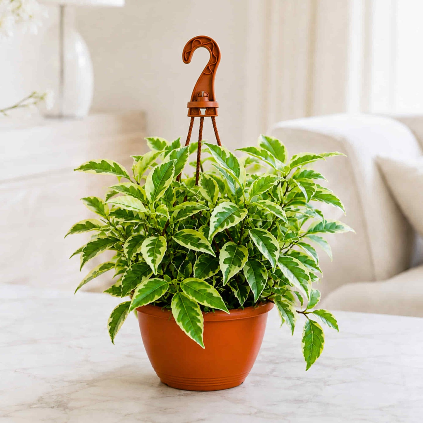 Ficus Radicans Variegata Live Plant with Hanging Pot