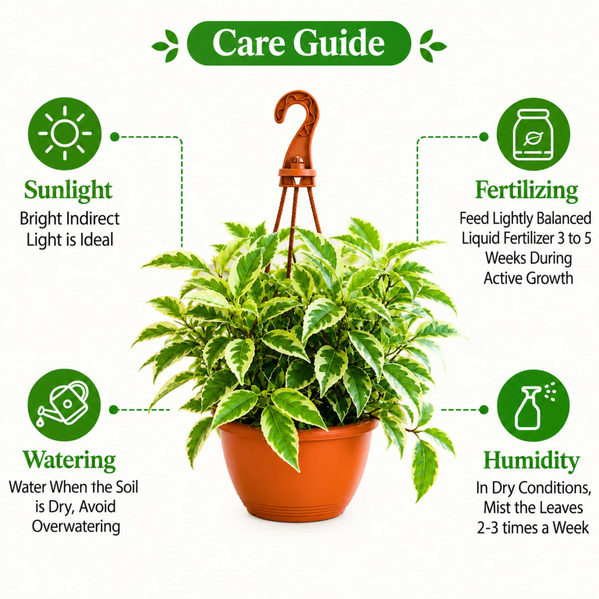Ficus Radicans Variegata Live Plant with Hanging Pot