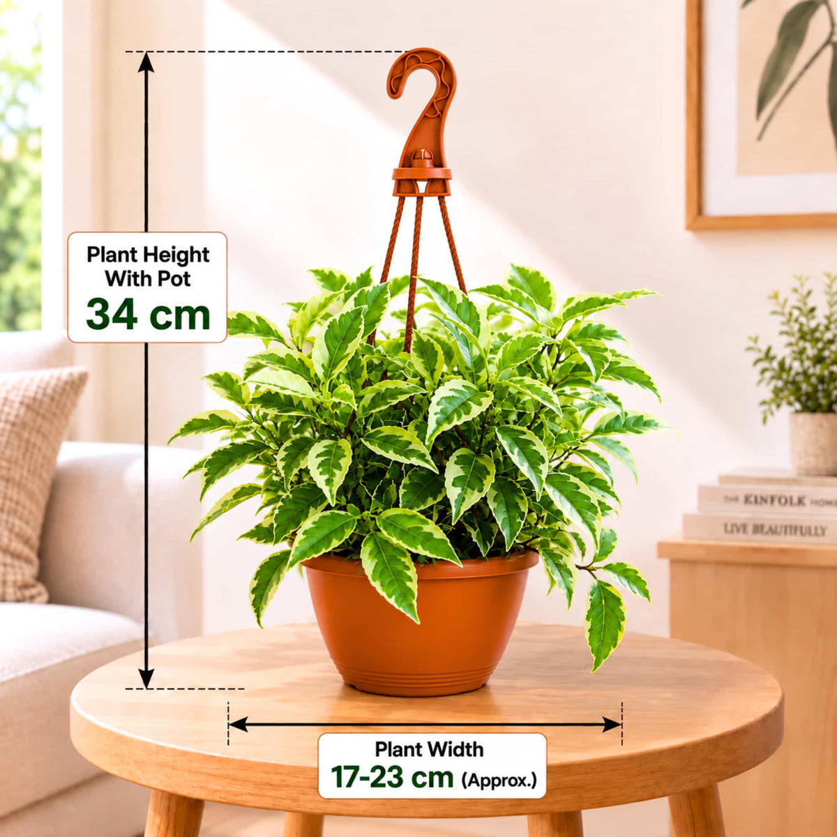 Ficus Radicans Variegata Live Plant with Hanging Pot