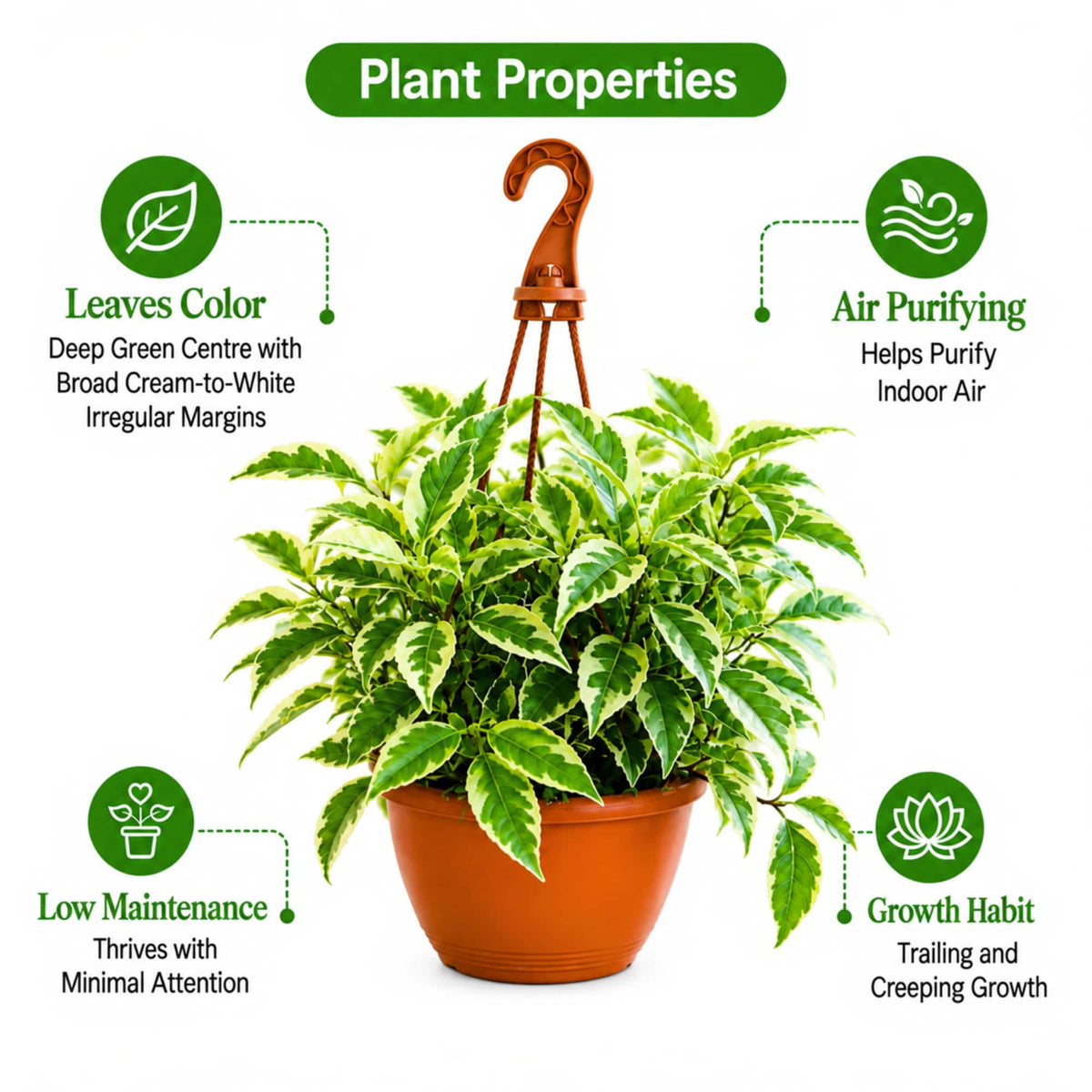 Ficus Radicans Variegata Live Plant with Hanging Pot