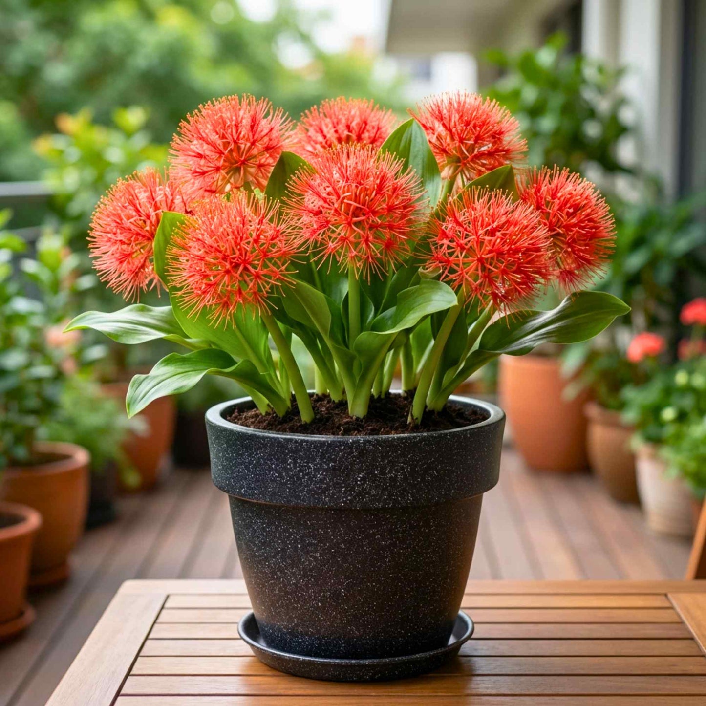 Football Lily Flower Bulb (05N) Easy Growing Blood Lily / Paintbrush Lily Bulbs for Home Gardening