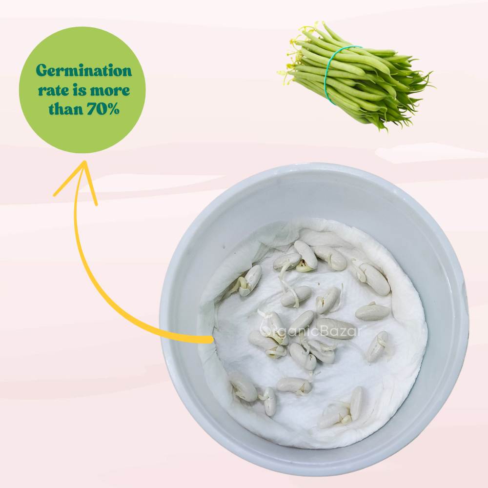 French Beans Bush Type (Dwarf) Seeds - 20 Seeds (फ्रेंच बीन्स के बीज) High Germination, Easy to Grow, High Yield Seeds For Terrace Gardening