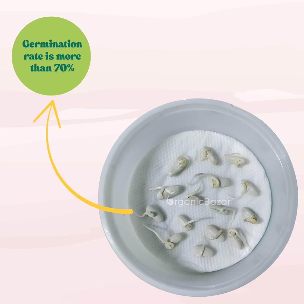 French Beans Purple Seeds - 15 Seeds (फ्रेंच बीन्स के बीज) High Germination, Easy to Grow, High Yield Seeds For Terrace Gardening