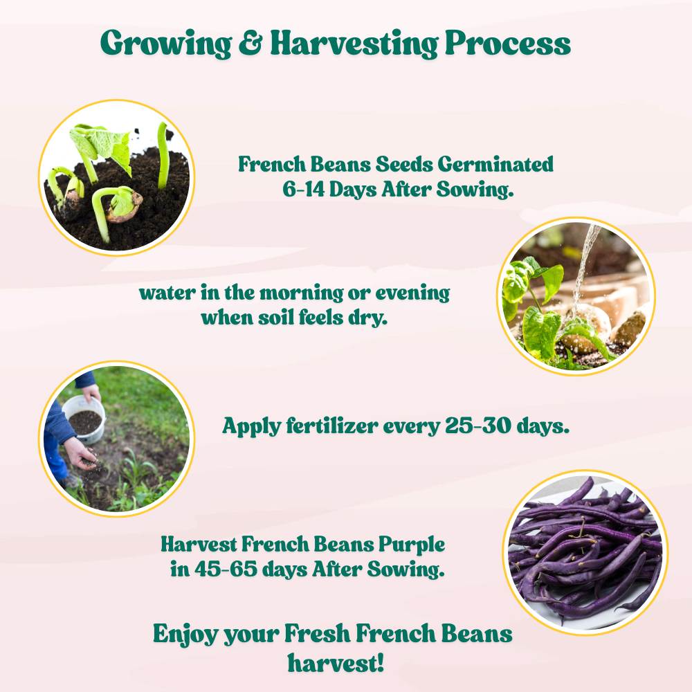 French Beans Purple Seeds - 15 Seeds (फ्रेंच बीन्स के बीज) High Germination, Easy to Grow, High Yield Seeds For Terrace Gardening