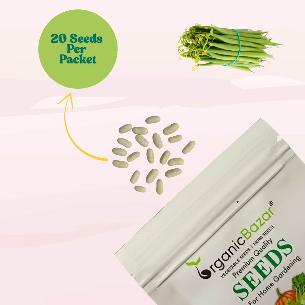 French Beans Seeds - 20 Seeds (फ्रेंच बीन्स के बीज) High Germination, Easy to Grow, High Yield Seeds For Terrace Gardening
