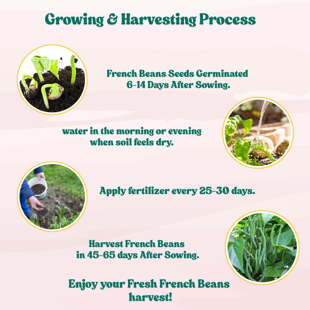 French Beans Seeds - 20 Seeds (फ्रेंच बीन्स के बीज) High Germination, Easy to Grow, High Yield Seeds For Terrace Gardening