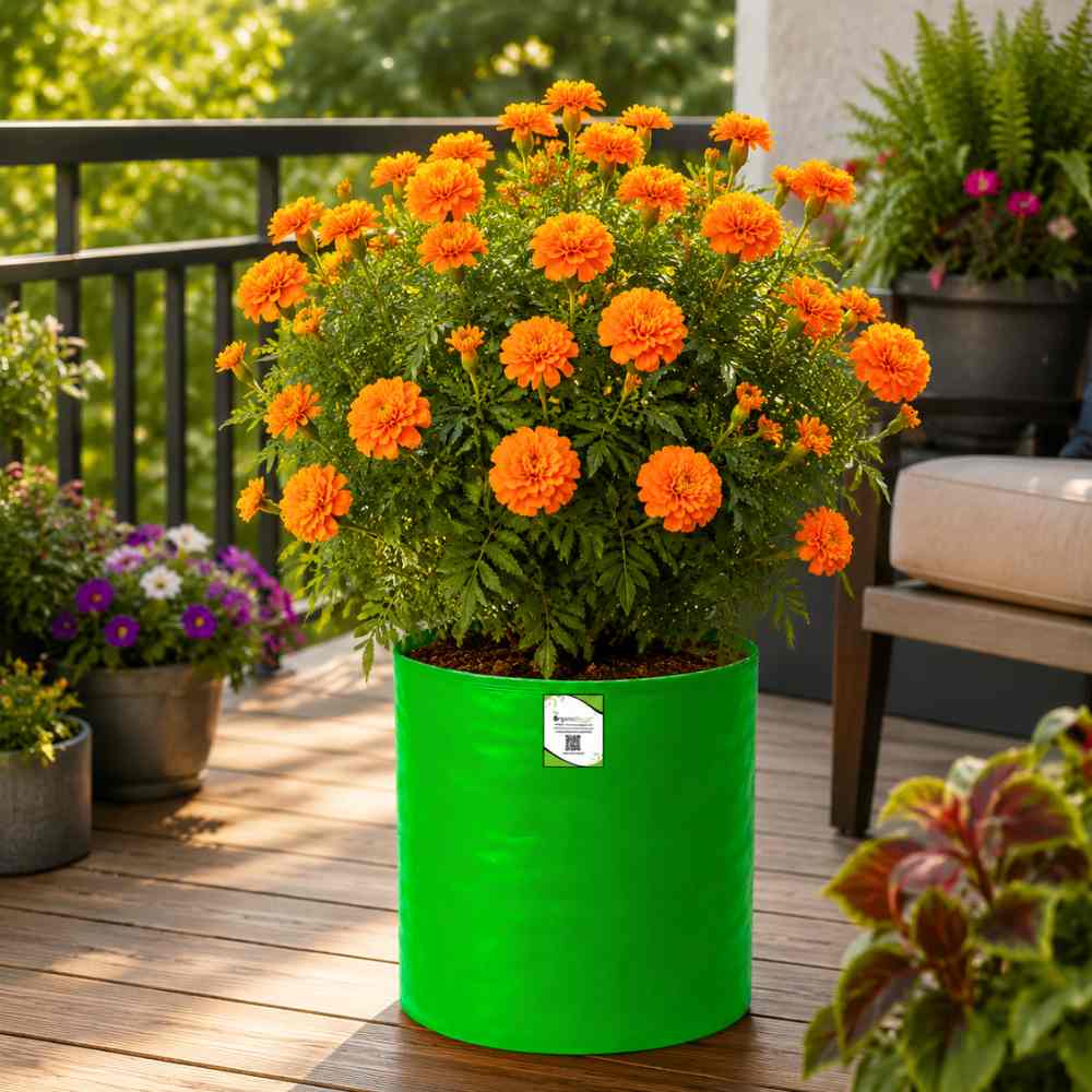 French Marigold Double Orange Seeds - 100 Seeds (Genda/गेंदा के फूल के बीज) High Germination/ Easy To grow/ Perfect for pots, balconies, or Terrace gardens