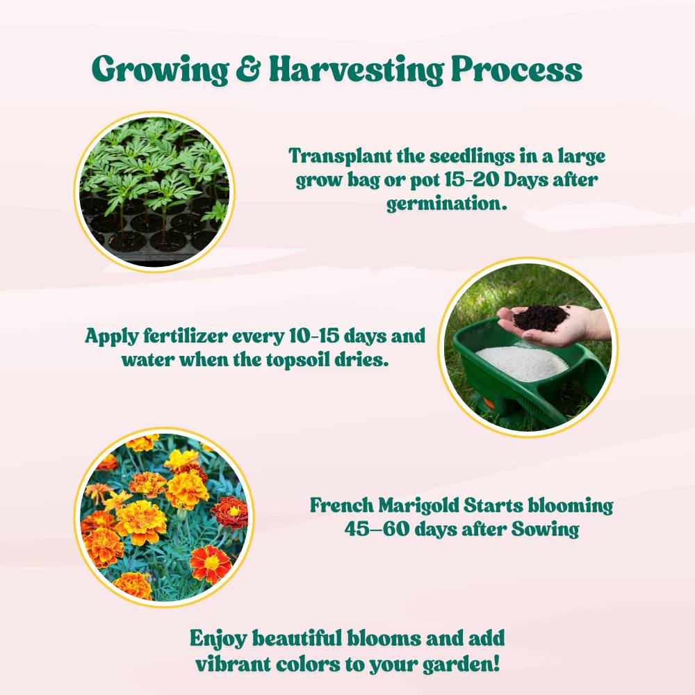 French Marigold Fireball Seeds - 50 Seeds (Genda/गेंदा के फूल के बीज) High Germination/ Easy To grow/ Perfect for pots, balconies, or Terrace gardens