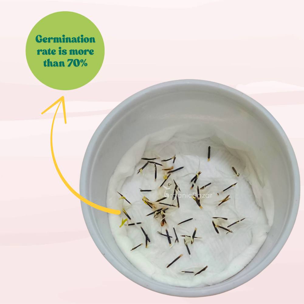 French Marigold Fireball Seeds - 50 Seeds (Genda/गेंदा के फूल के बीज) High Germination/ Easy To grow/ Perfect for pots, balconies, or Terrace gardens