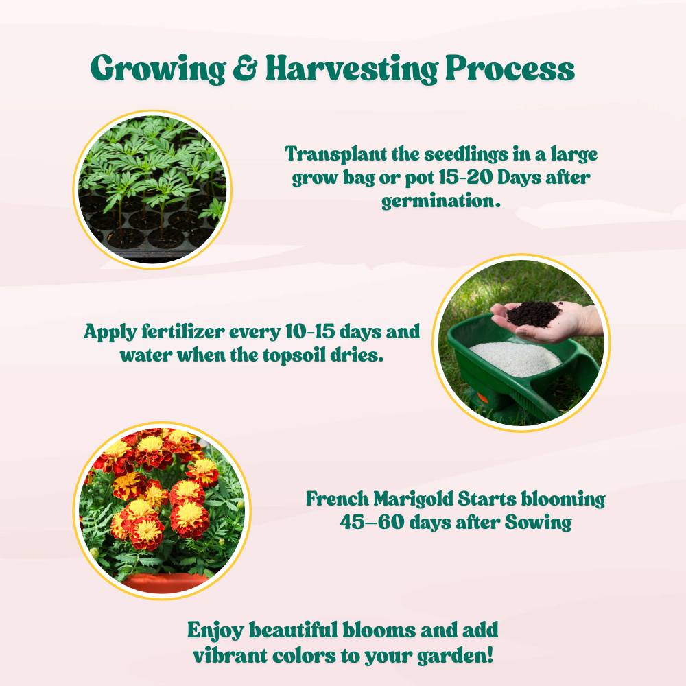 French Marigold Seeds - 100 Seeds (Genda/गेंदा के फूल के बीज) High Germination/ Easy To grow/ Perfect for pots, balconies, or Terrace gardens