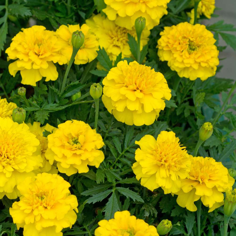 French Marigold Double Yellow Seeds - 100 Seeds (Genda/गेंदा के फूल के बीज) High Germination/ Easy To grow/ Perfect for pots, balconies, or Terrace gardens