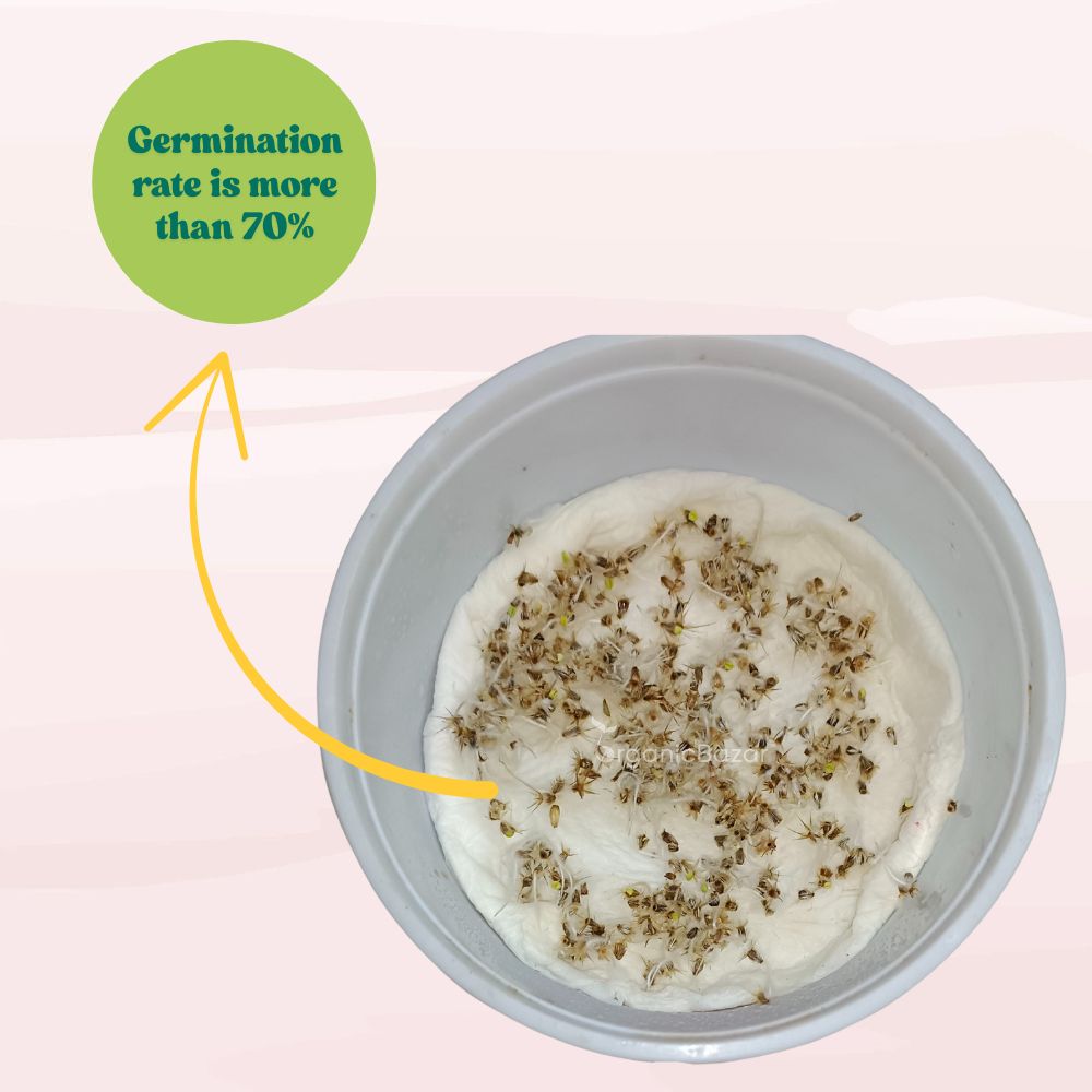 Gaillardia Pulchella Mix Seeds (200 Seeds) Easy To Grow, High Germination, Perfect for pots, balconies, or Terrace gardens