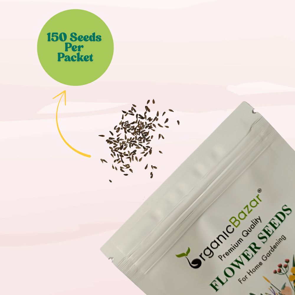 Gazania Star Light Dwarf Mix Seeds (150 Seeds) Easy To Grow, High Germination, Perfect for pots, balconies, or Terrace gardens