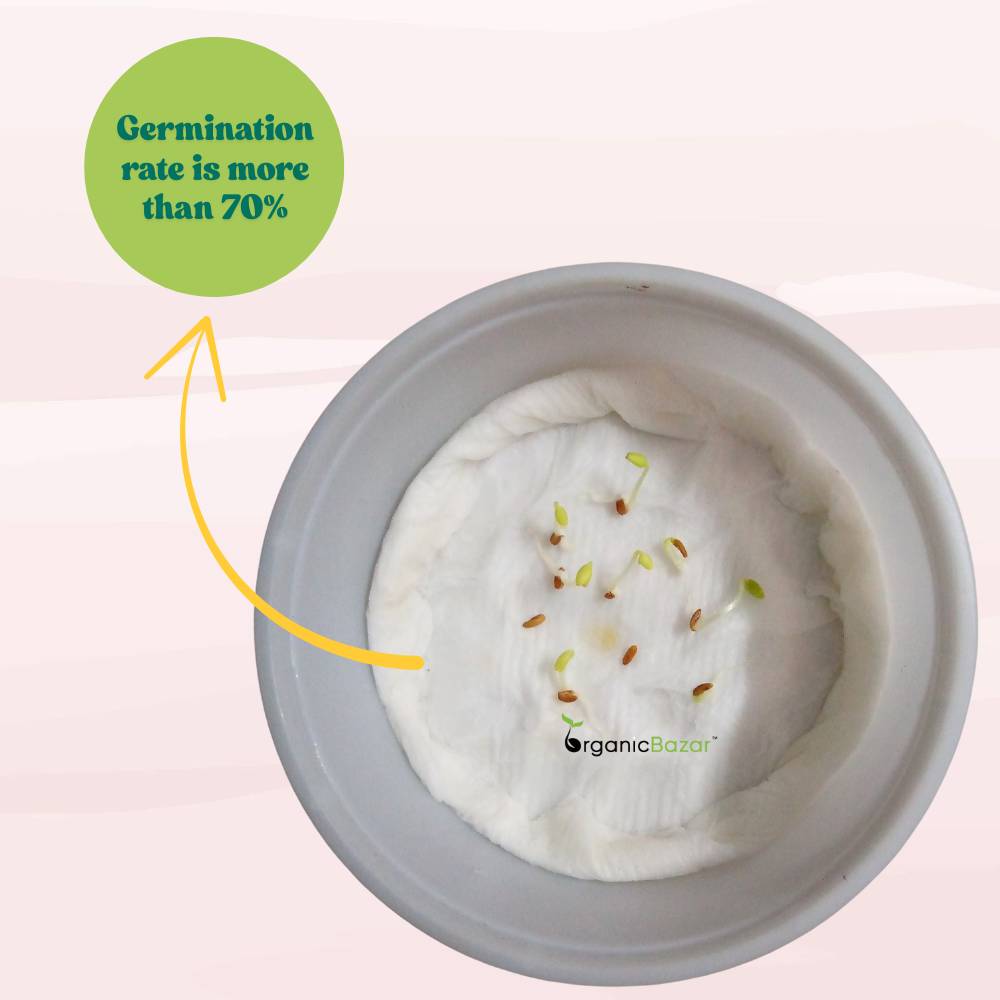 Geranium Mix Seeds (10 Seeds) Easy To Grow, High Germination, Perfect for pots, balconies, or Terrace gardens