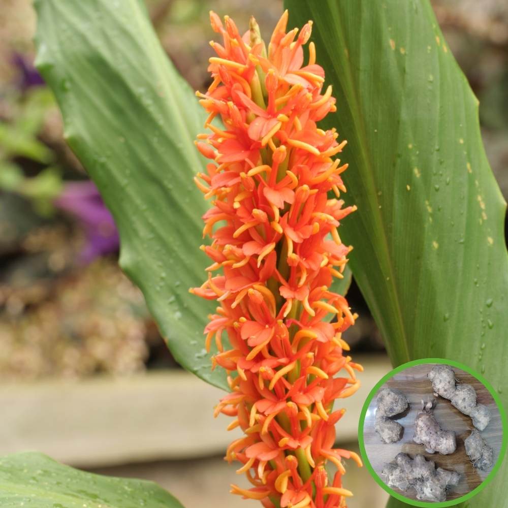 Ginger Lily Orange Flower Bulbs (05N) Fragrant & Beautiful Garden Blooms 🌼