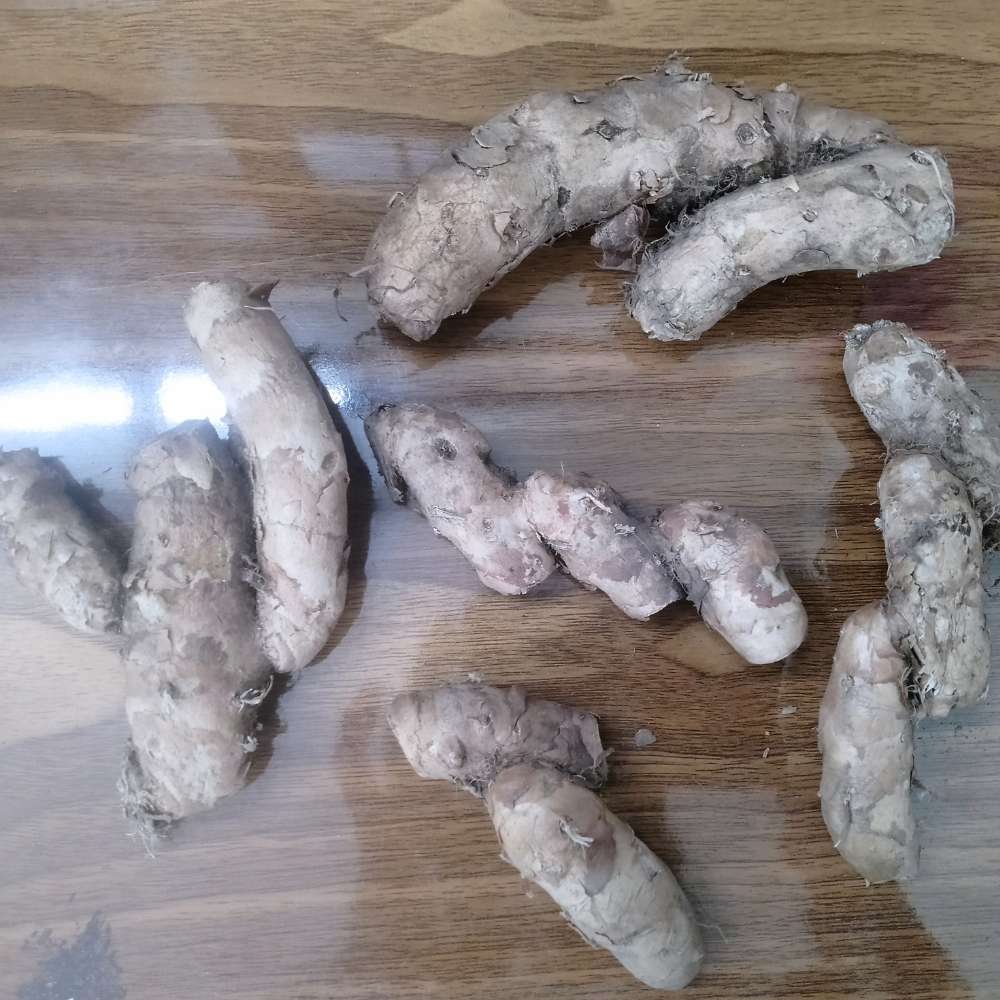 Ginger Lily White Flower Bulbs