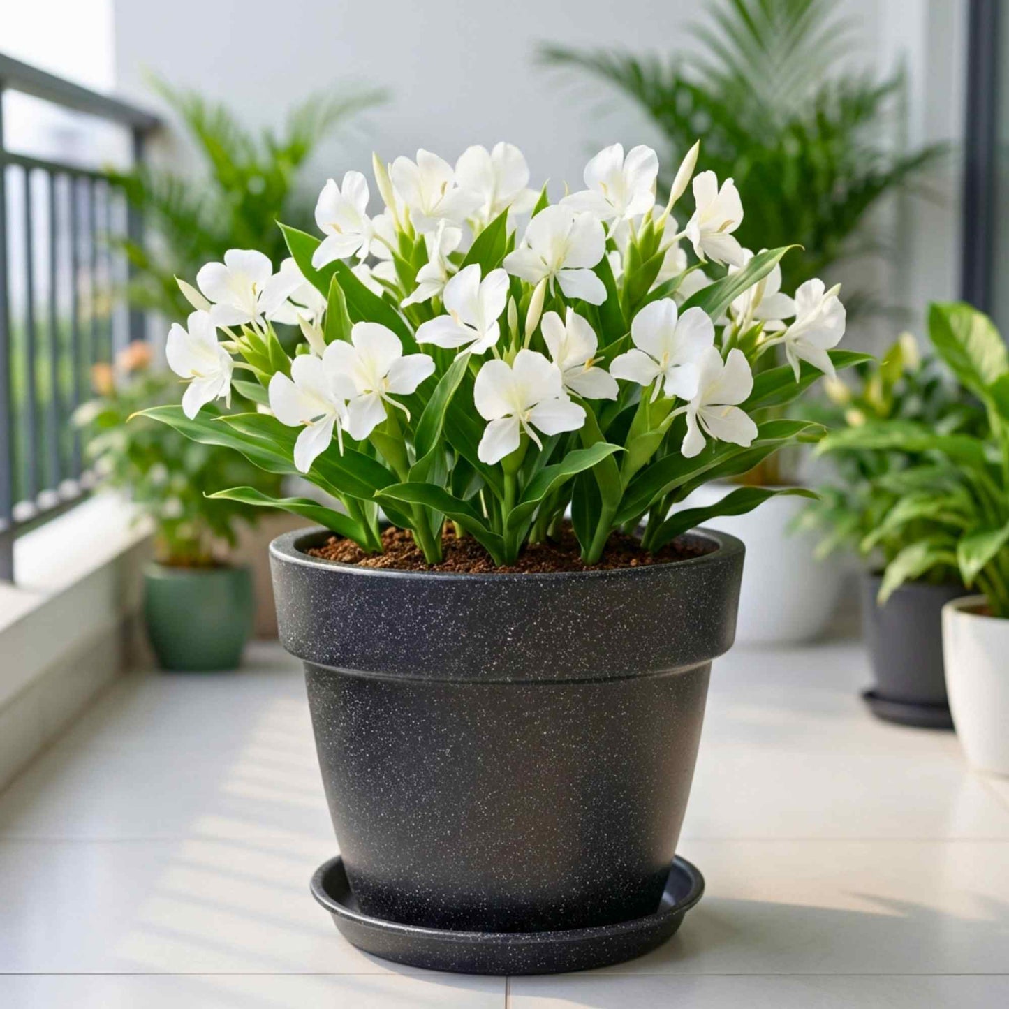 Ginger Lily White Flower Bulbs (05N) Fragrant & Beautiful Garden Blooms 🌼
