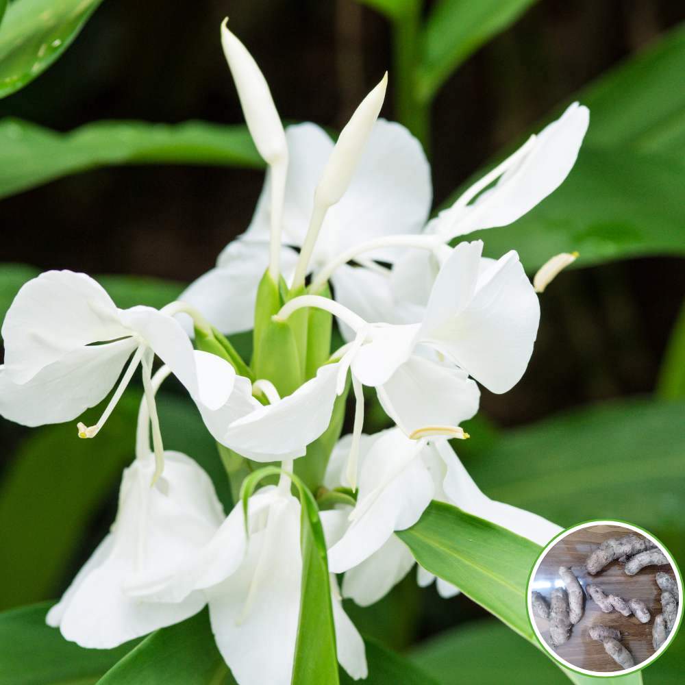 Ginger Lily White Flower Bulbs (05N) Fragrant & Beautiful Garden Blooms 🌼
