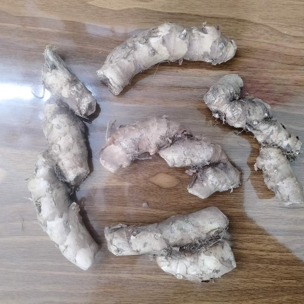 Ginger Lily Yellow Flower Bulbs