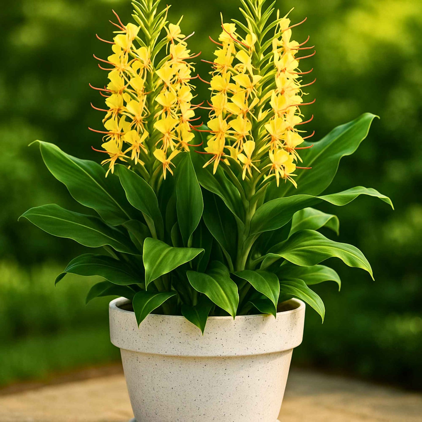 Ginger Lily Yellow Flower Bulbs (05N) Fragrant & Beautiful Garden Blooms 🌼