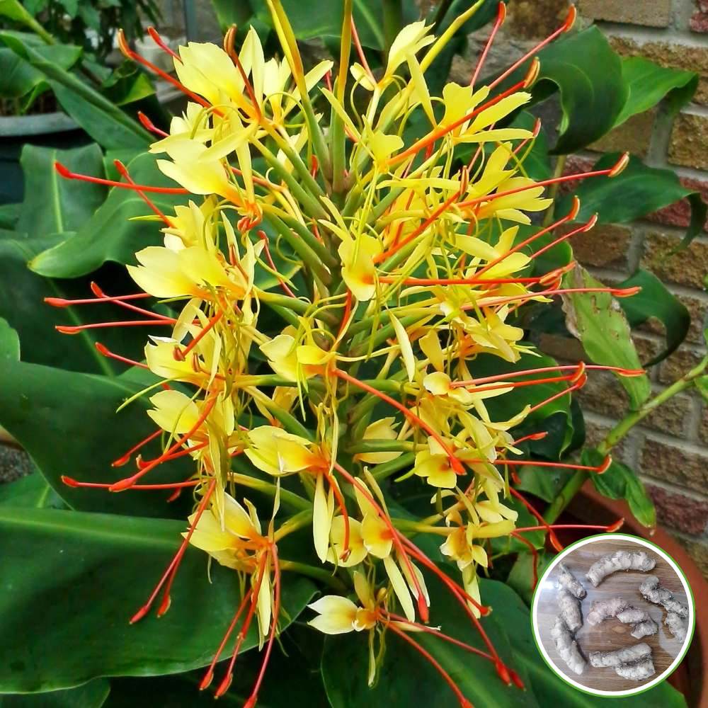 Ginger Lily Yellow Flower Bulbs (05N) Fragrant & Beautiful Garden Blooms 🌼