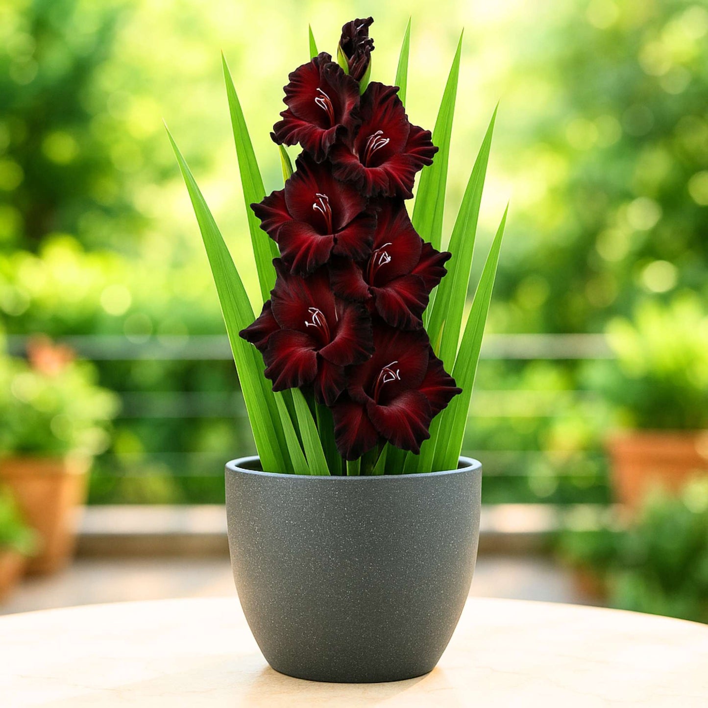 Gladiolus Black Flower Bulbs (05N)
