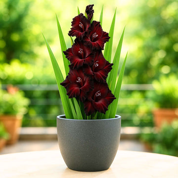 Gladiolus Black Flower Bulbs (05N)